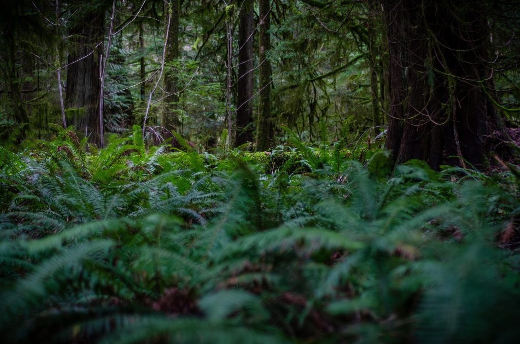 Vancouver Forest