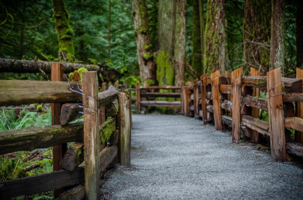 Vancouver Forest